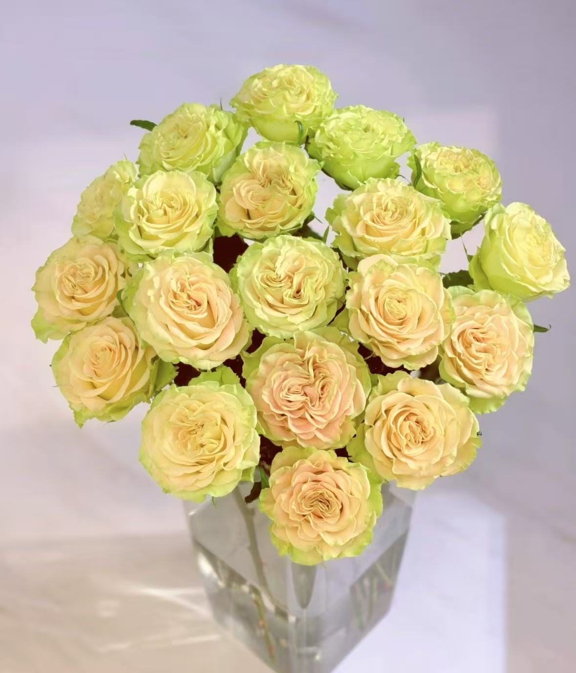 【上官婉儿】 一单也包邮  两单加品牌营养液5包  云南基地直发鲜花