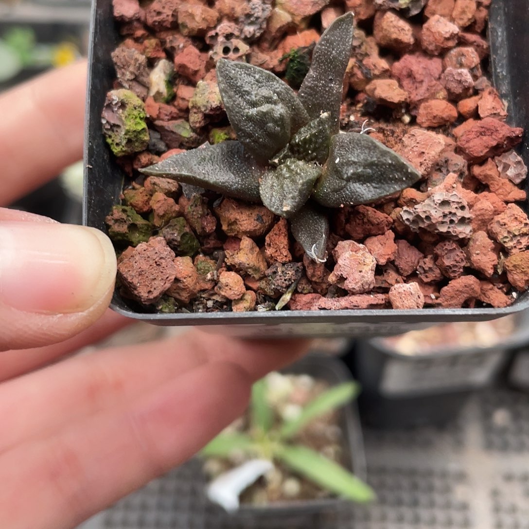 550牡丹杂（满18元包邮）