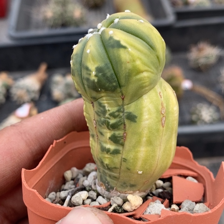 【闪购商品】兜锦1