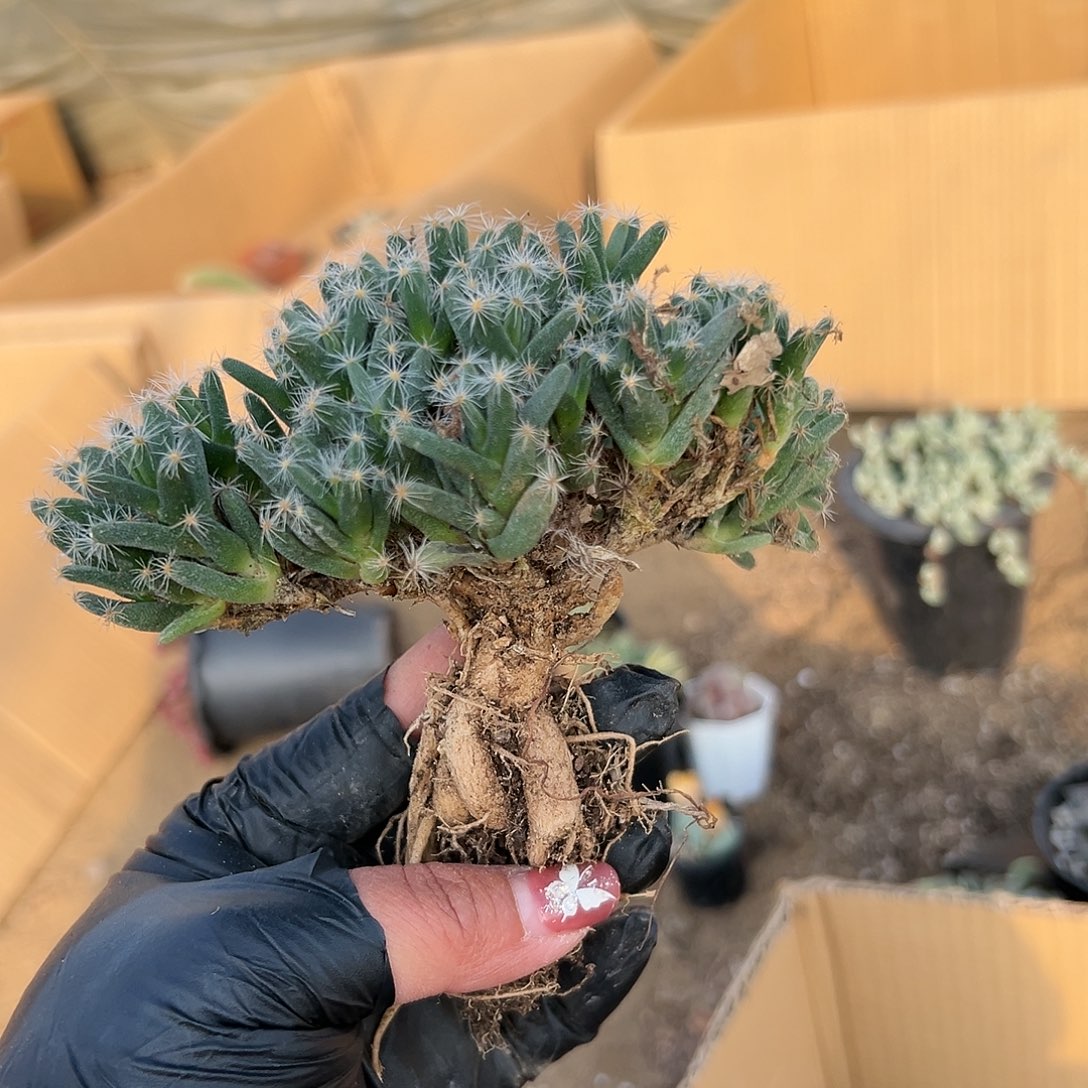 多肉植物紫晃星块根