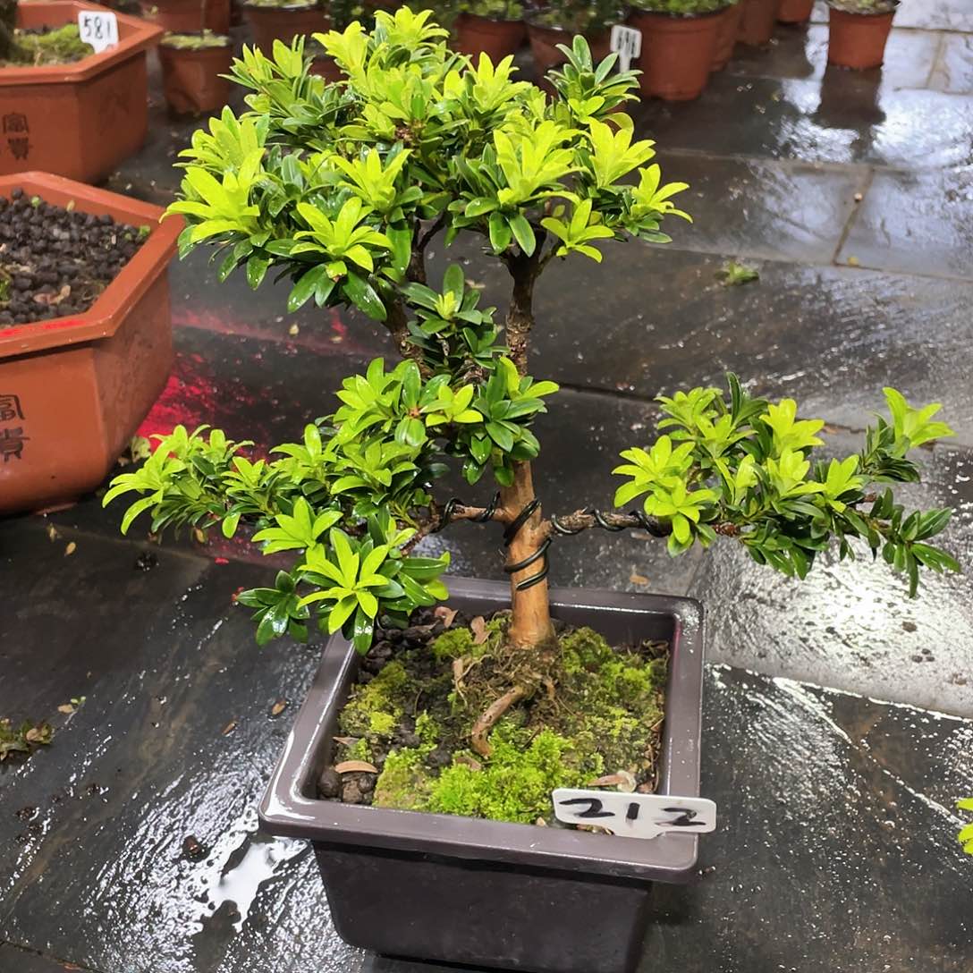 知***白以实际为准罗汉松珍珠212