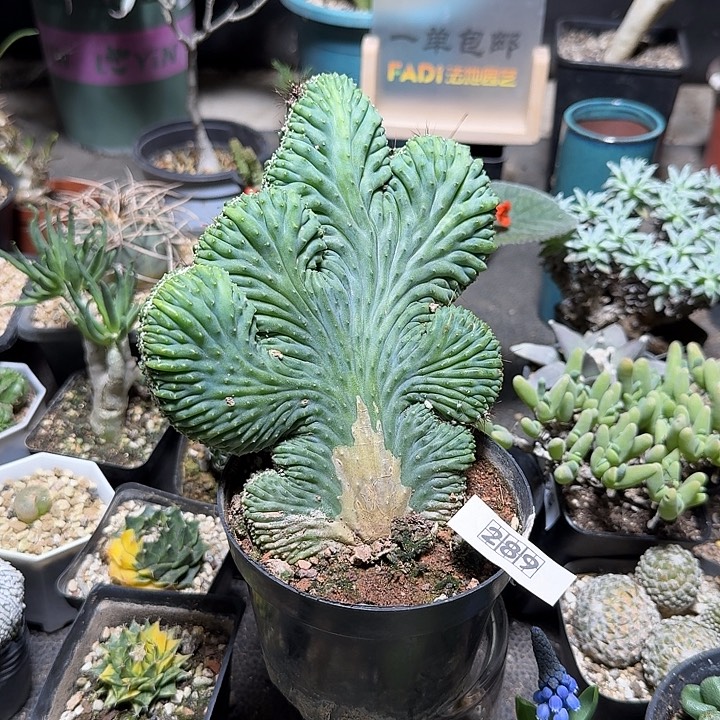 289五指山缀化脱土发货