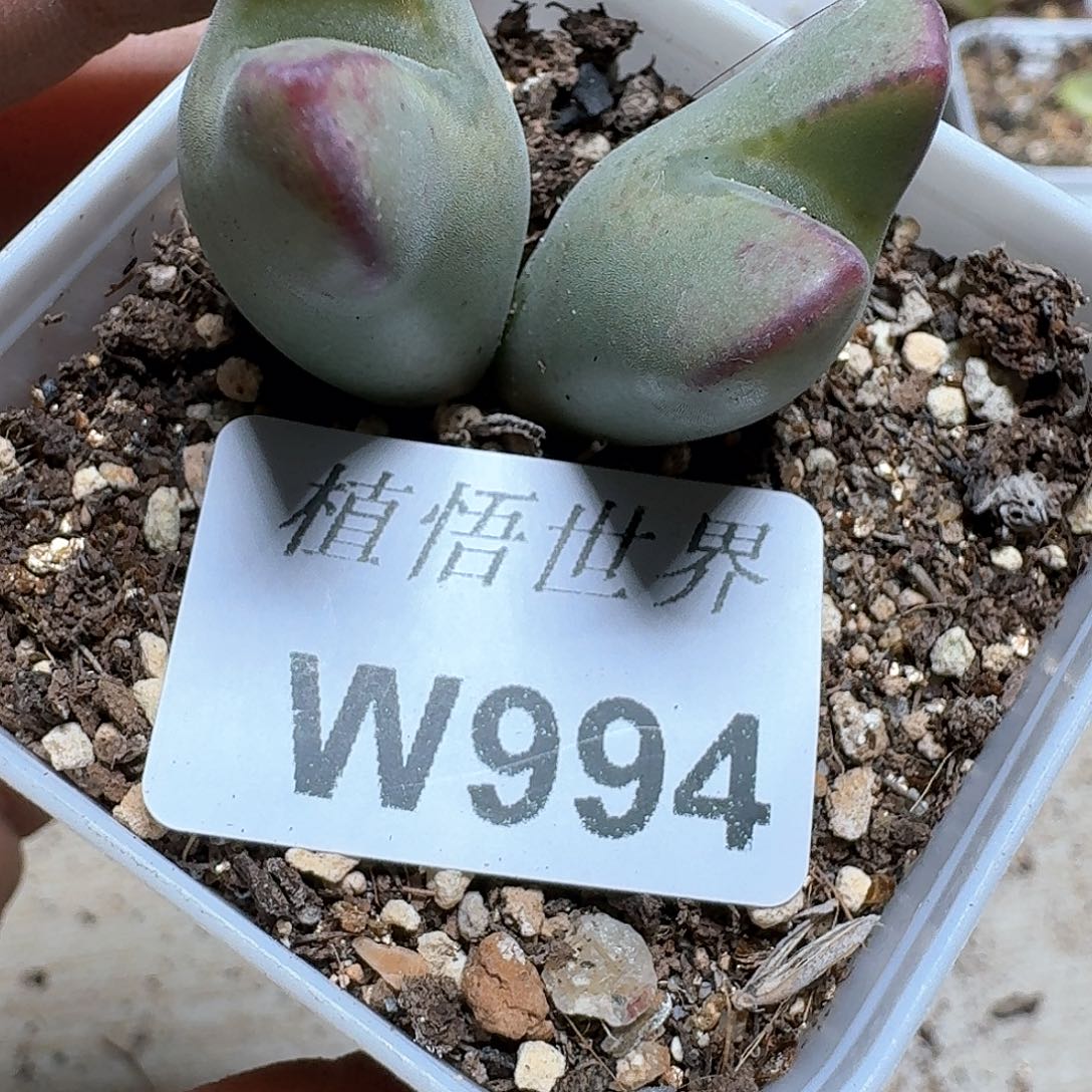 994号多肉植物哇f f