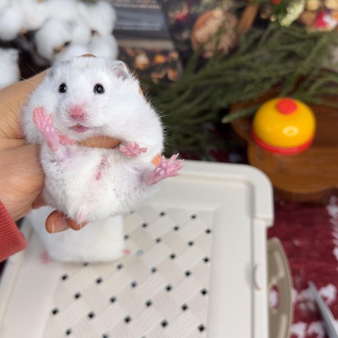 短毛黄波弟弟11.08小体格