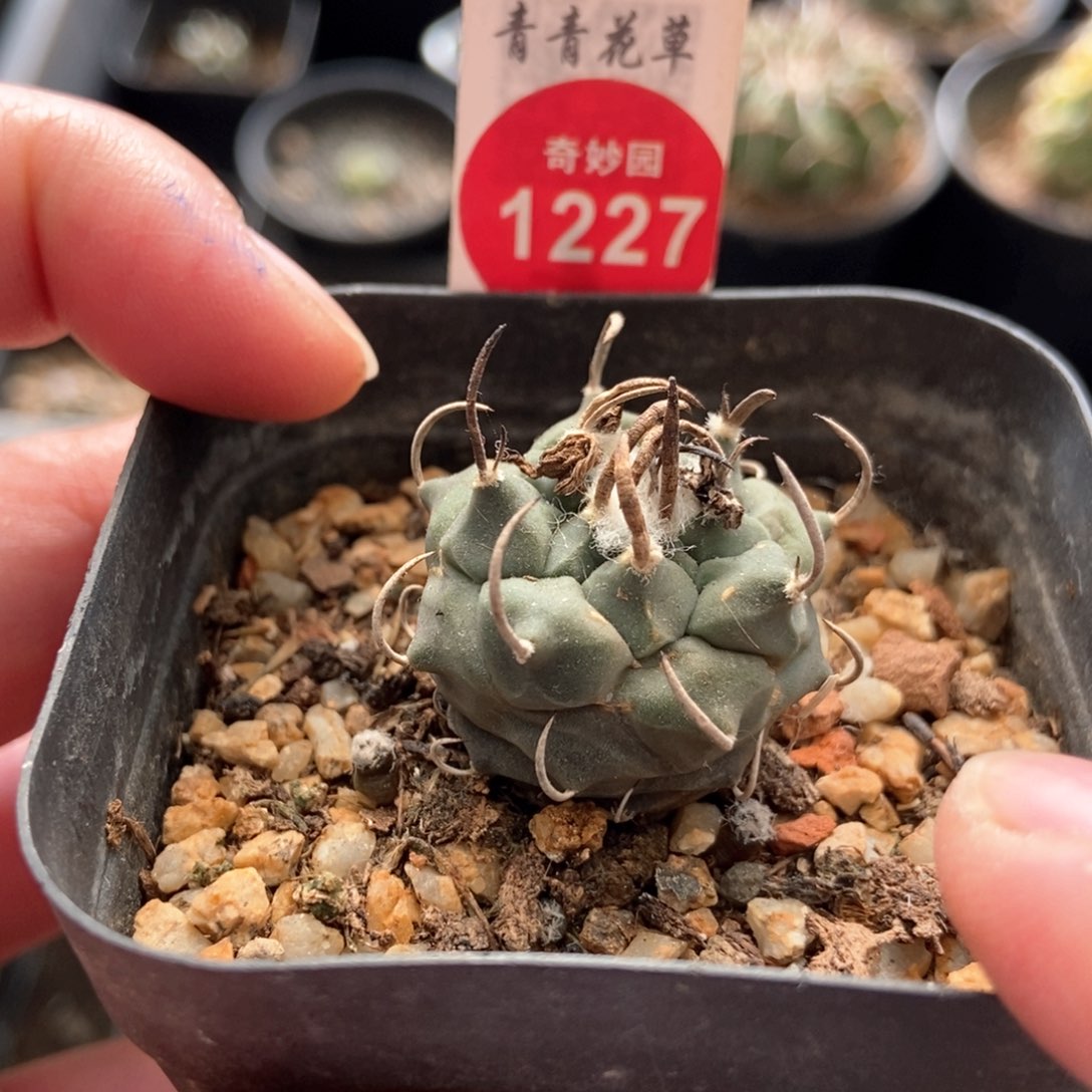 实生豪刺娇丽2.8cm