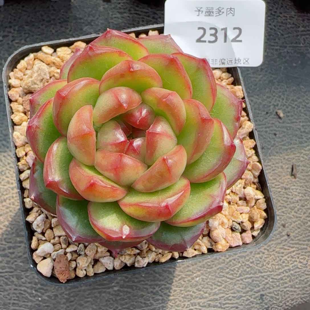 糖果珍妮，2312多肉植物