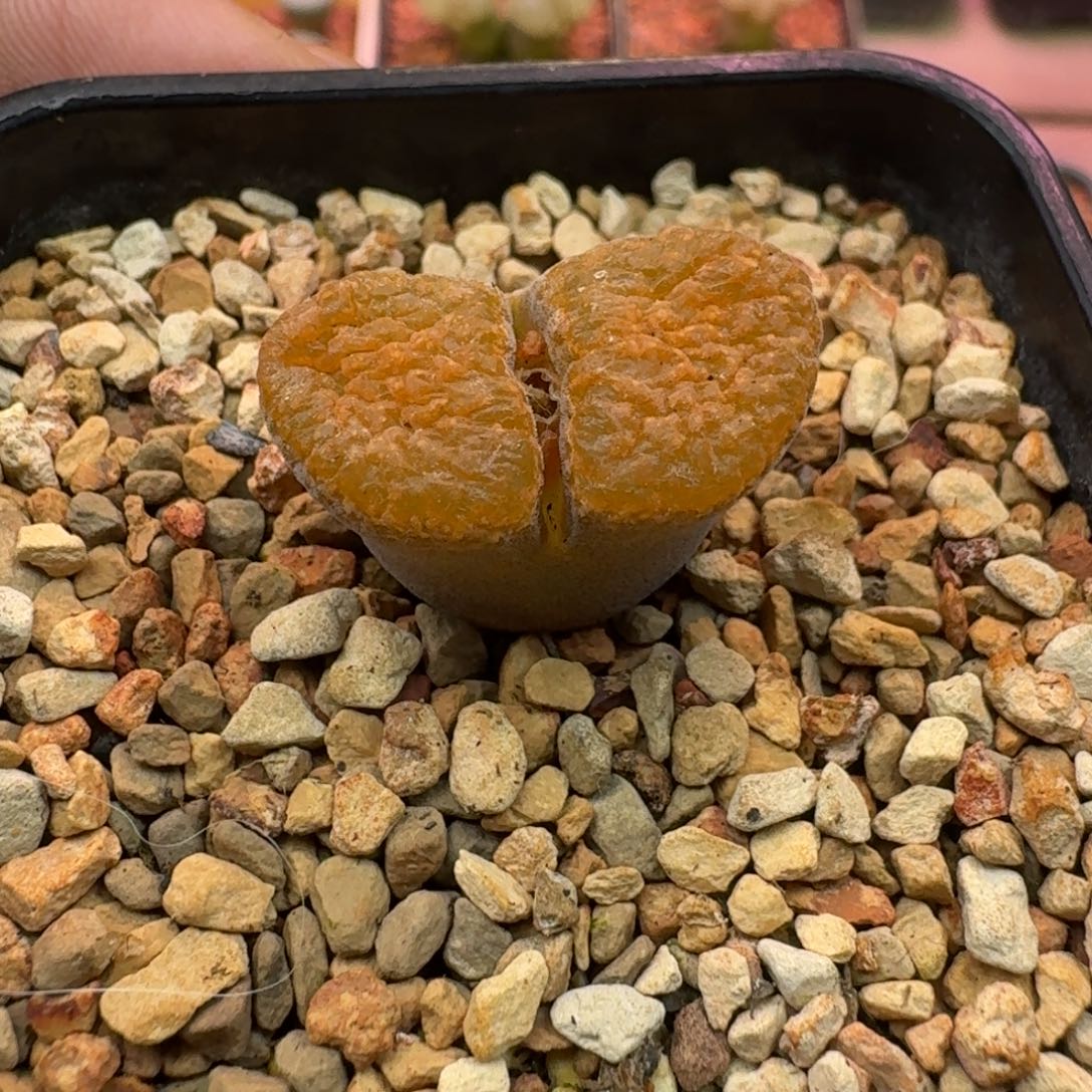 树***莓云缦精品番杏28.43