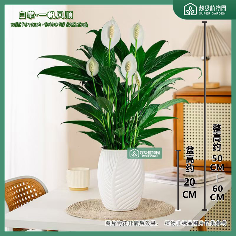 白掌盆栽易活风顺水土培植物室内花卉绿植水土养四季开花客厅带花