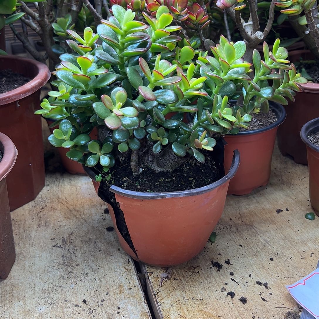 完全开放小老桩姬红 一物一拍