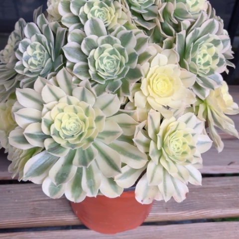 多肉植物绿豆沙锦。