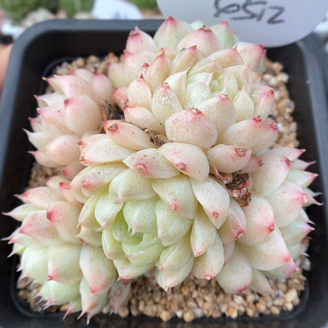 粉油透麦秆群生可拍4512号