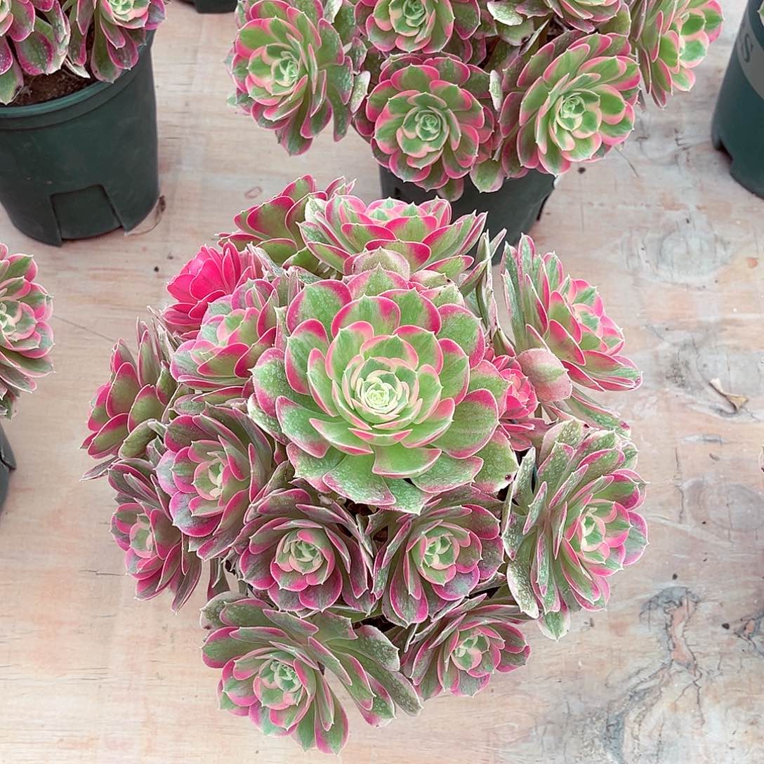 法师多肉植物妖月