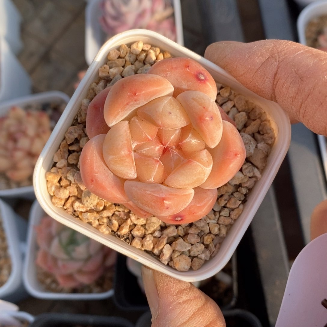 精品多肉一物一拍不包整324