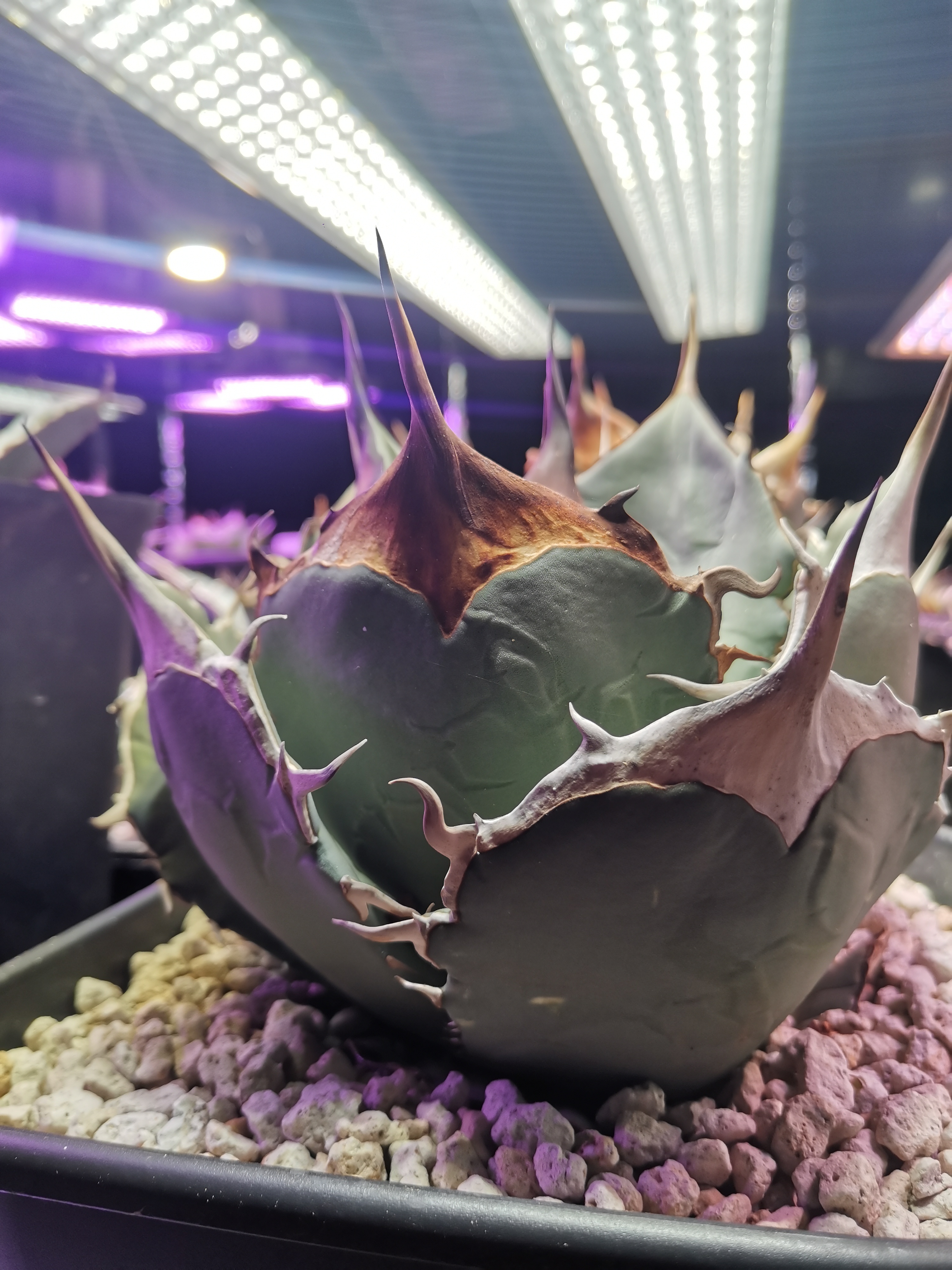 精品龙舌兰仁王冠多肉块根植物