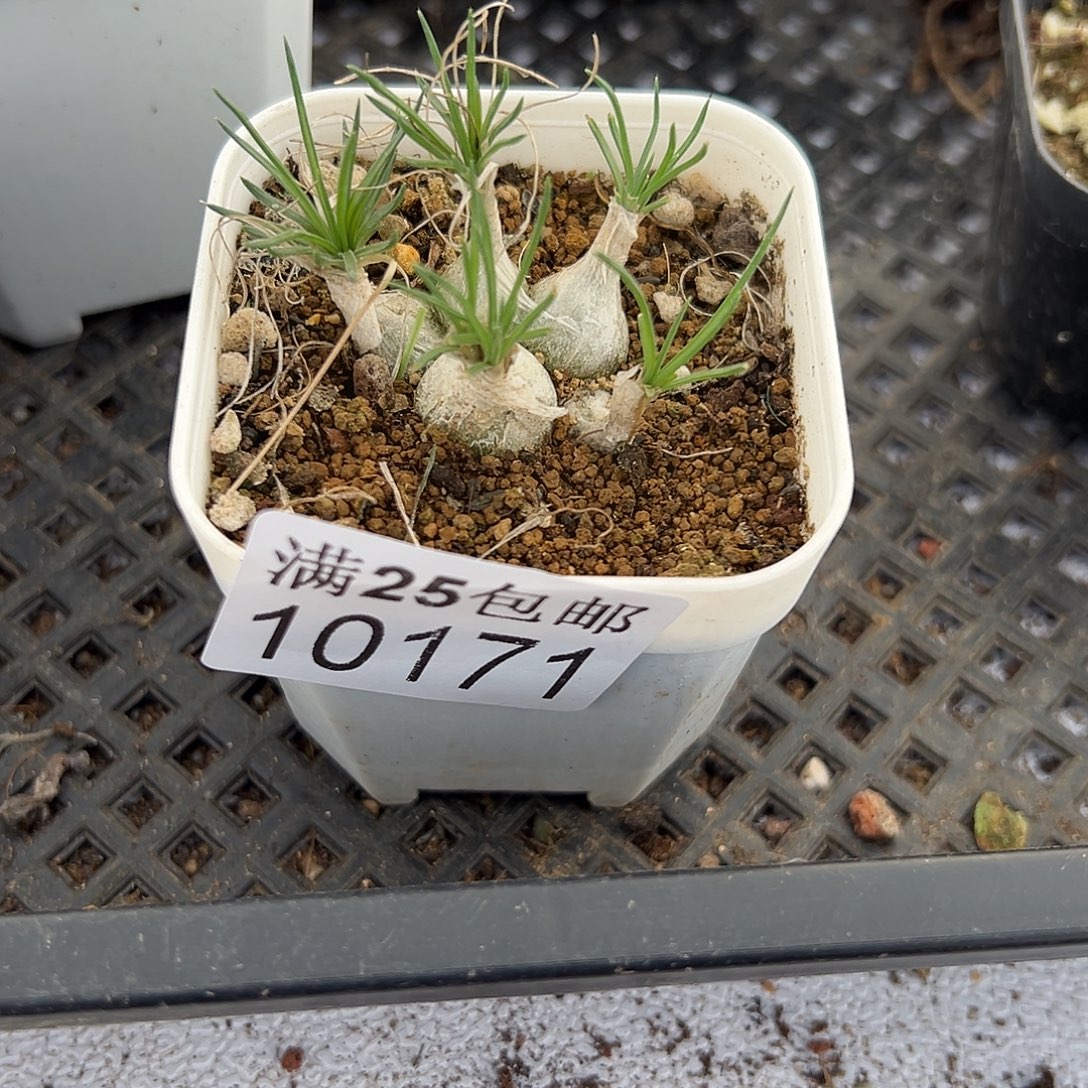 岁****迷你171，一物一拍带盆