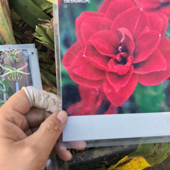 当前无花栽培后可以开花樱桃妮芙5厘米裸根球
