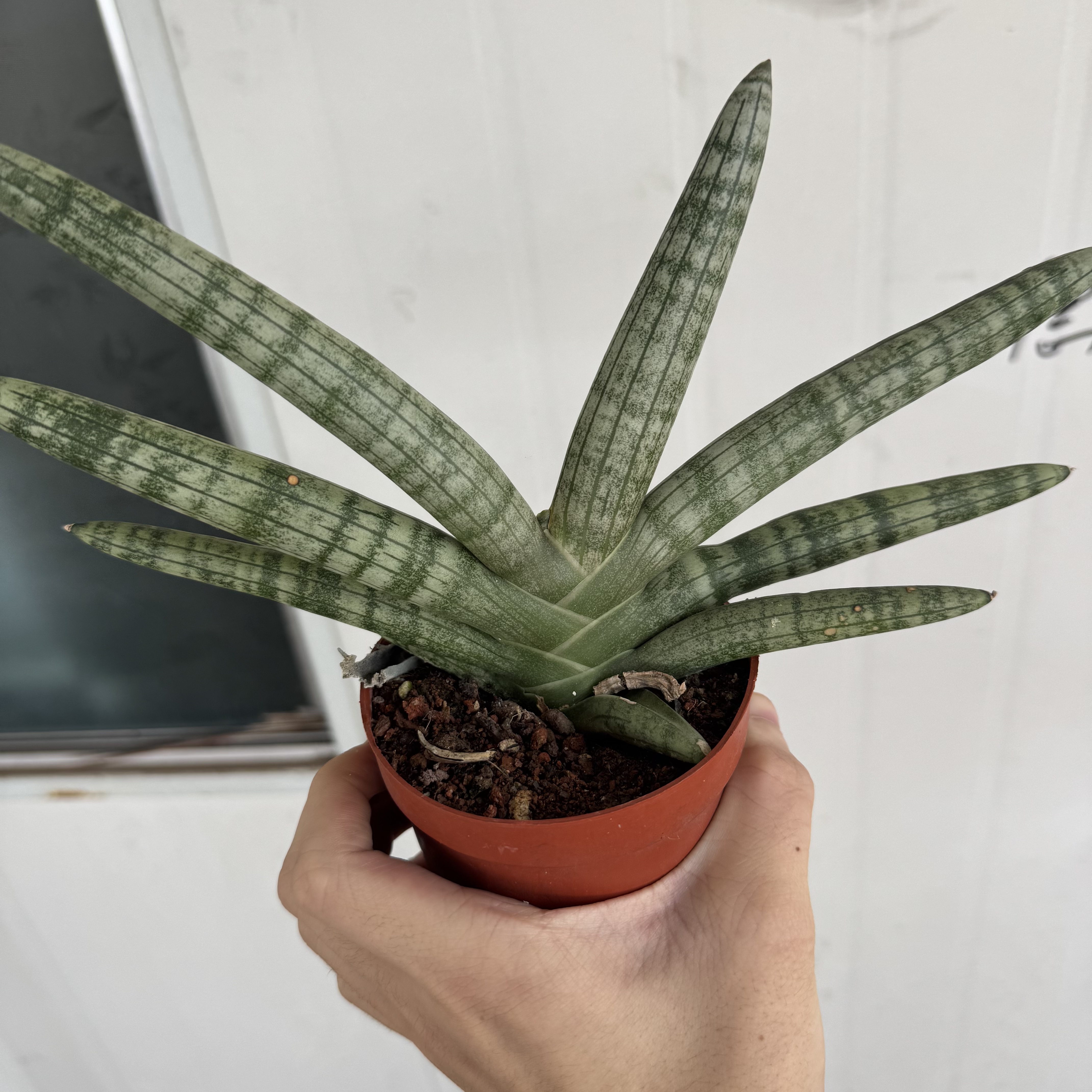 佛手     仙人球漳州基地直发 新手好养