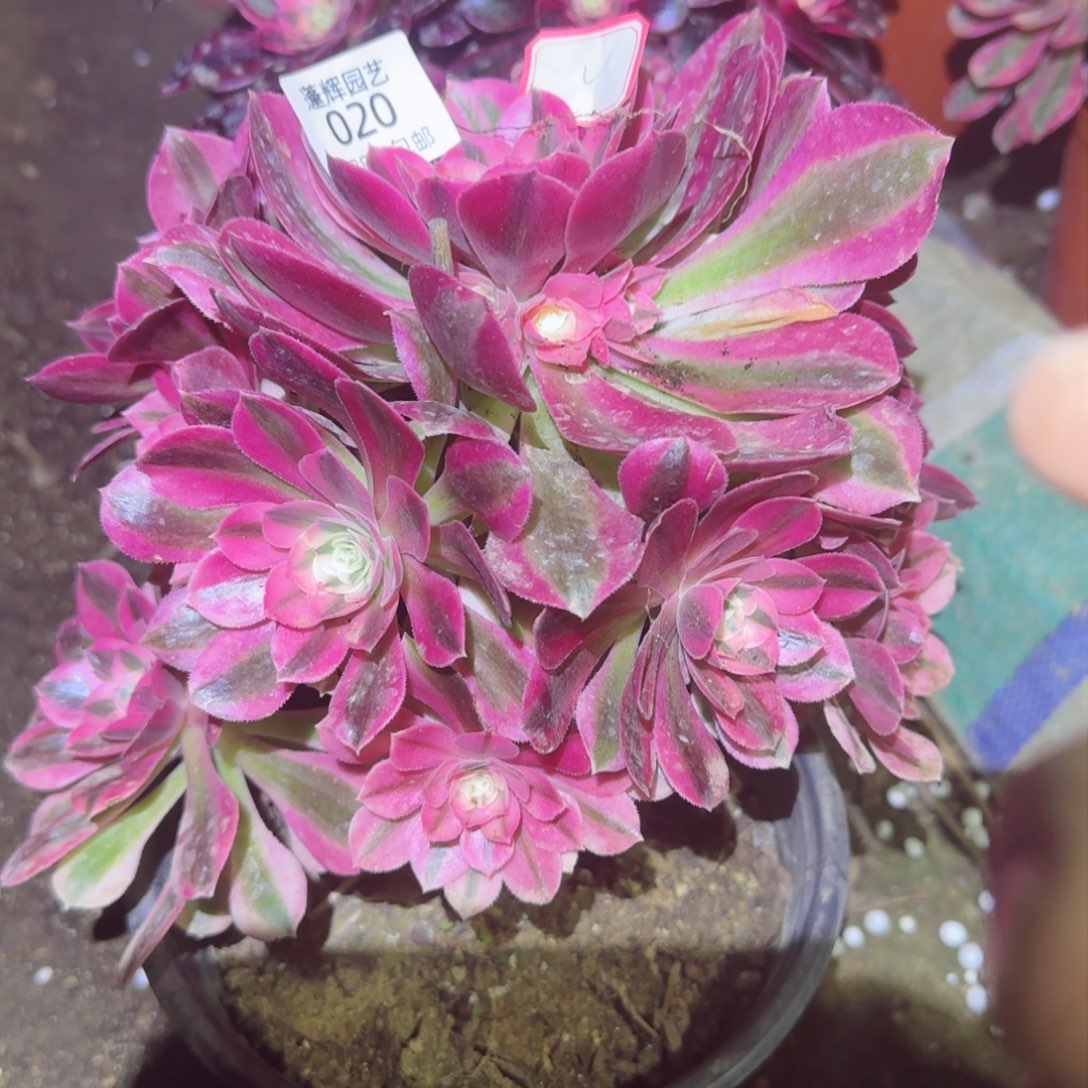 女巫法师多肉有断不售后020