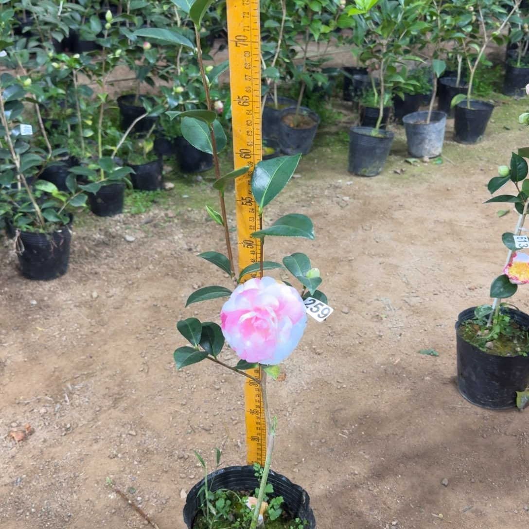 少量花朵（建议范围：2朵-5朵 或40%以下）259斑水屋