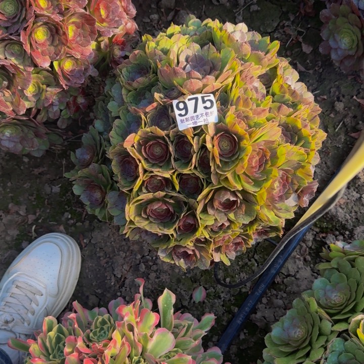 拉丝花27-45包邮花花