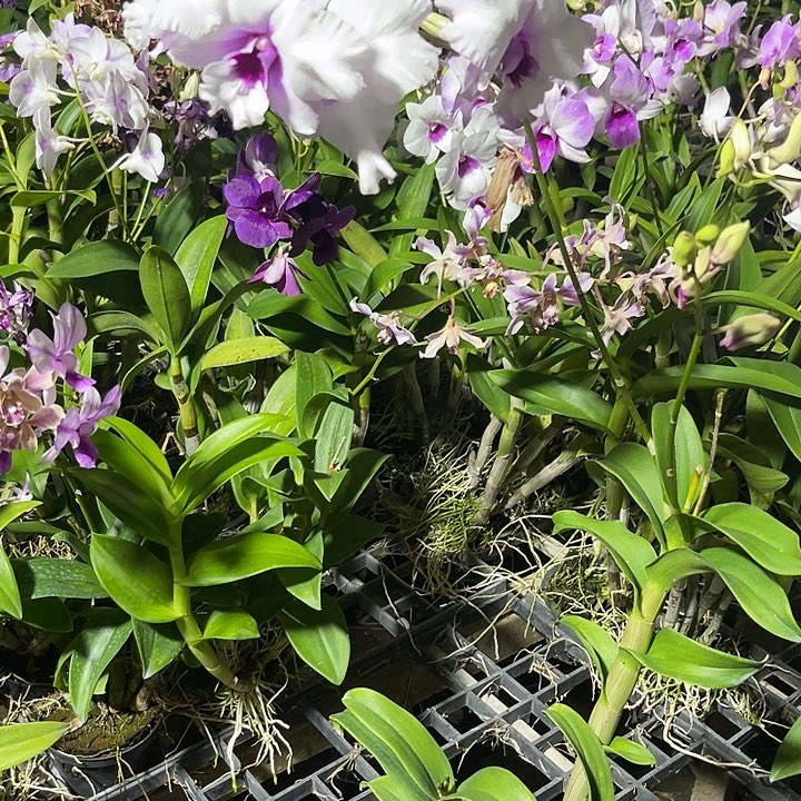 当前无花朵，栽培后可花朵朋明中奖229