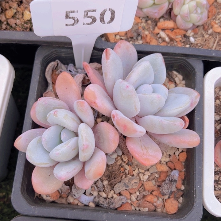 健健康康平平安安