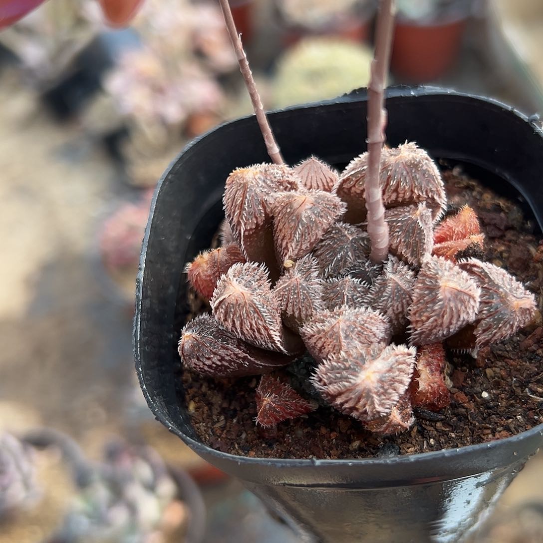 多肉植物多肉植物