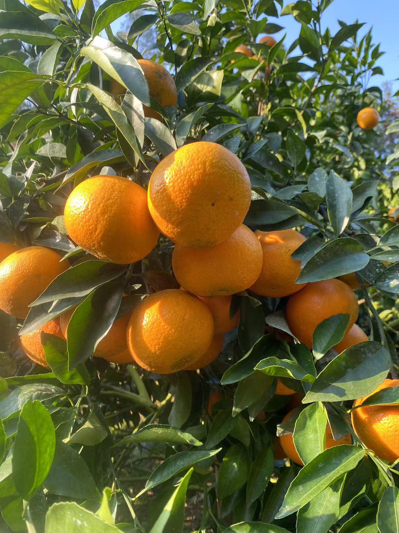 广西钦州灵山本地新鲜沃柑现摘现发10斤45包邮大果