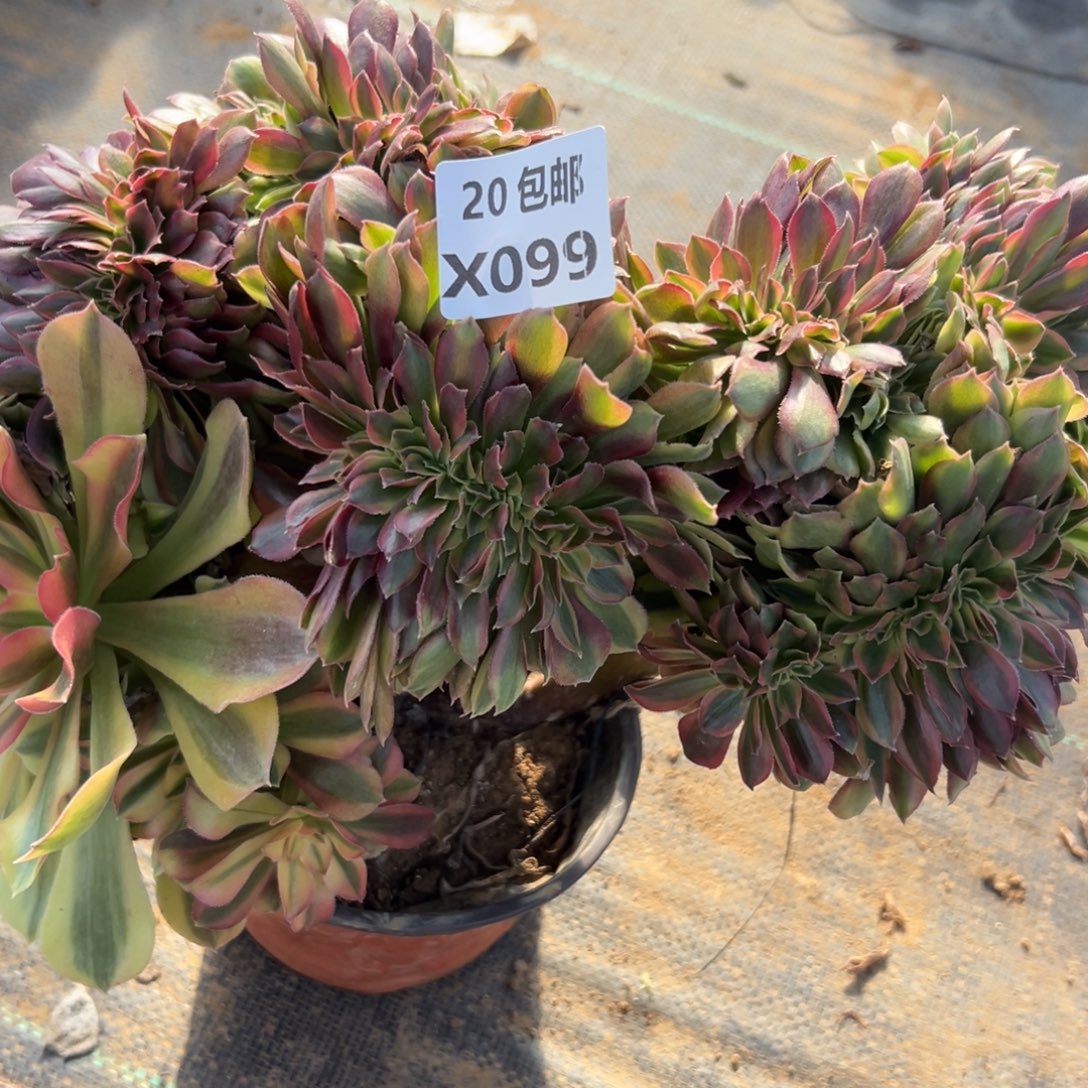 099红秀缀，满20包邮嘟叮熊