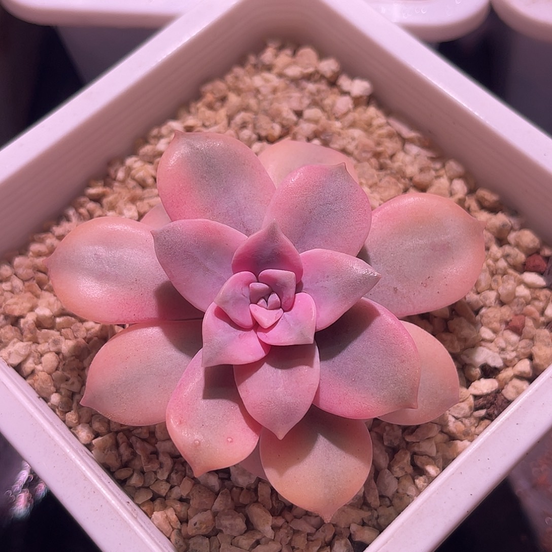 *****尚品园艺福利华丽风车锦