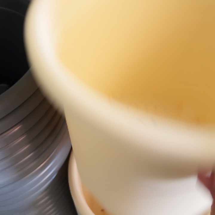 四季5号米黄无托10个特价