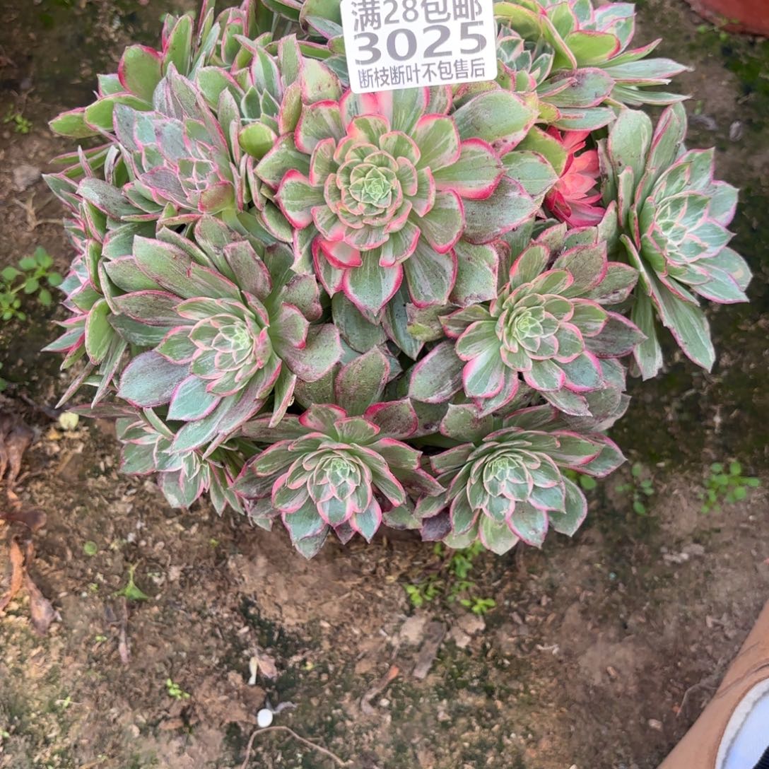 M. 3025万花筒多肉。adem