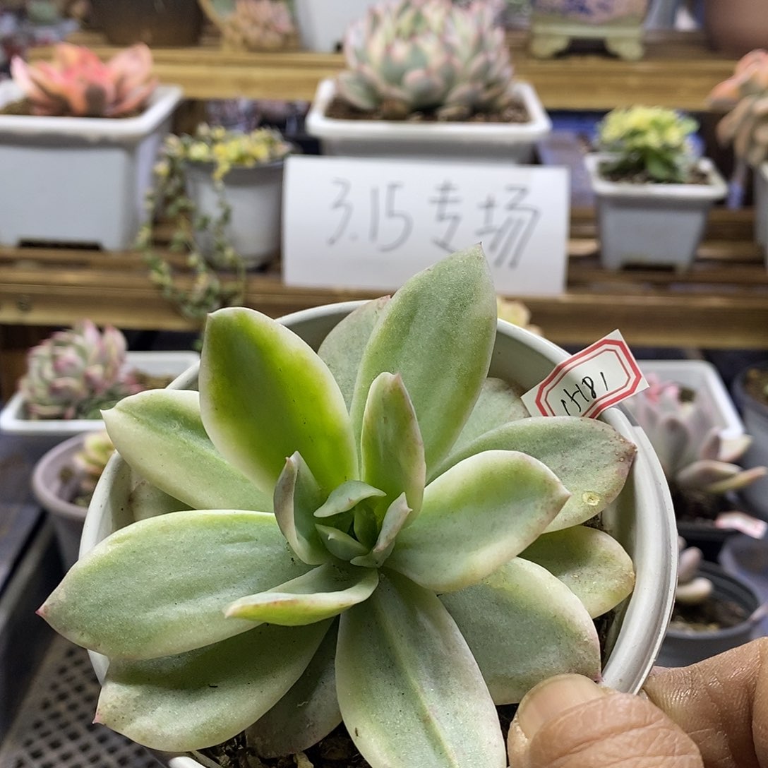 15181 小白龙覆轮锦