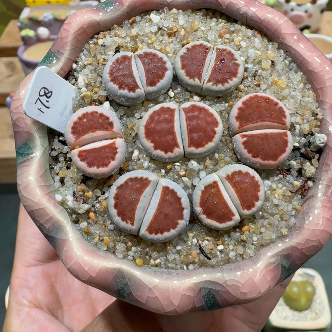 蘑菇1119红窗多肉植物