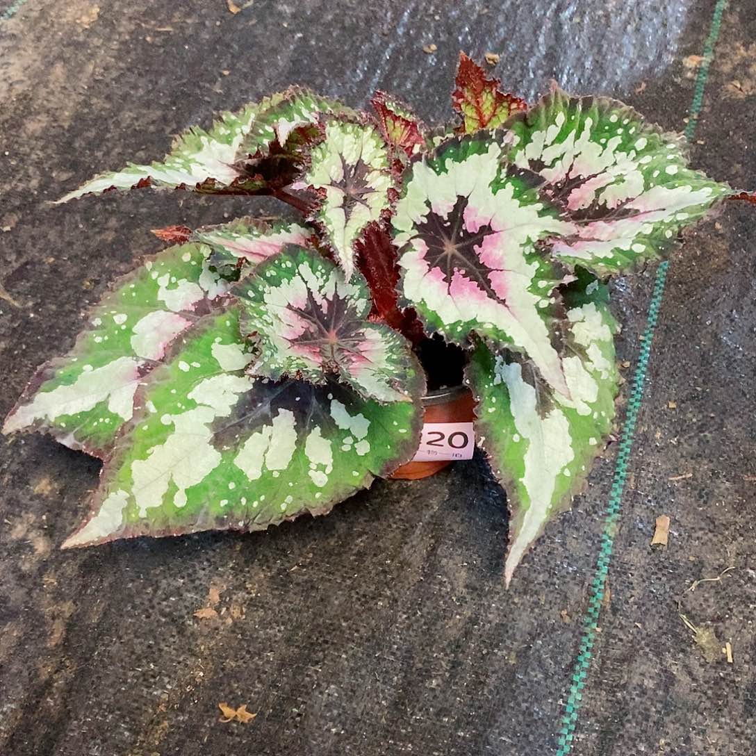 不开花植物嘀****哩秋海棠220