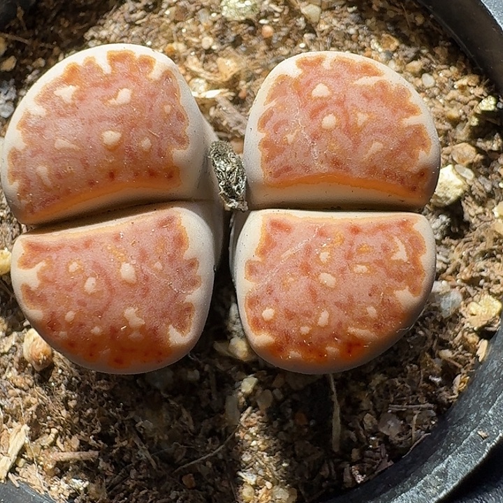 生石花1111122。 豹纹饼干。  210