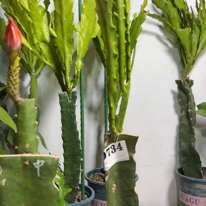 当前无花栽培后可以开花734