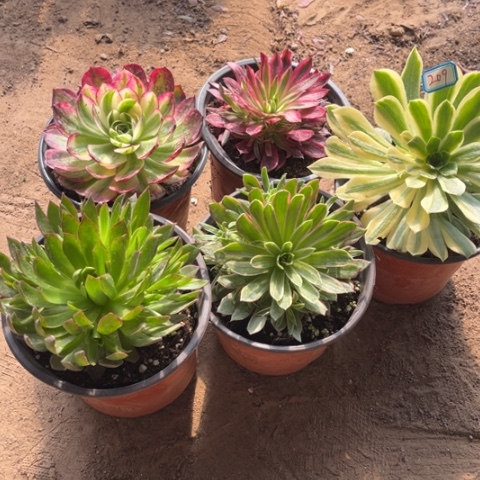 209多肉植物组合