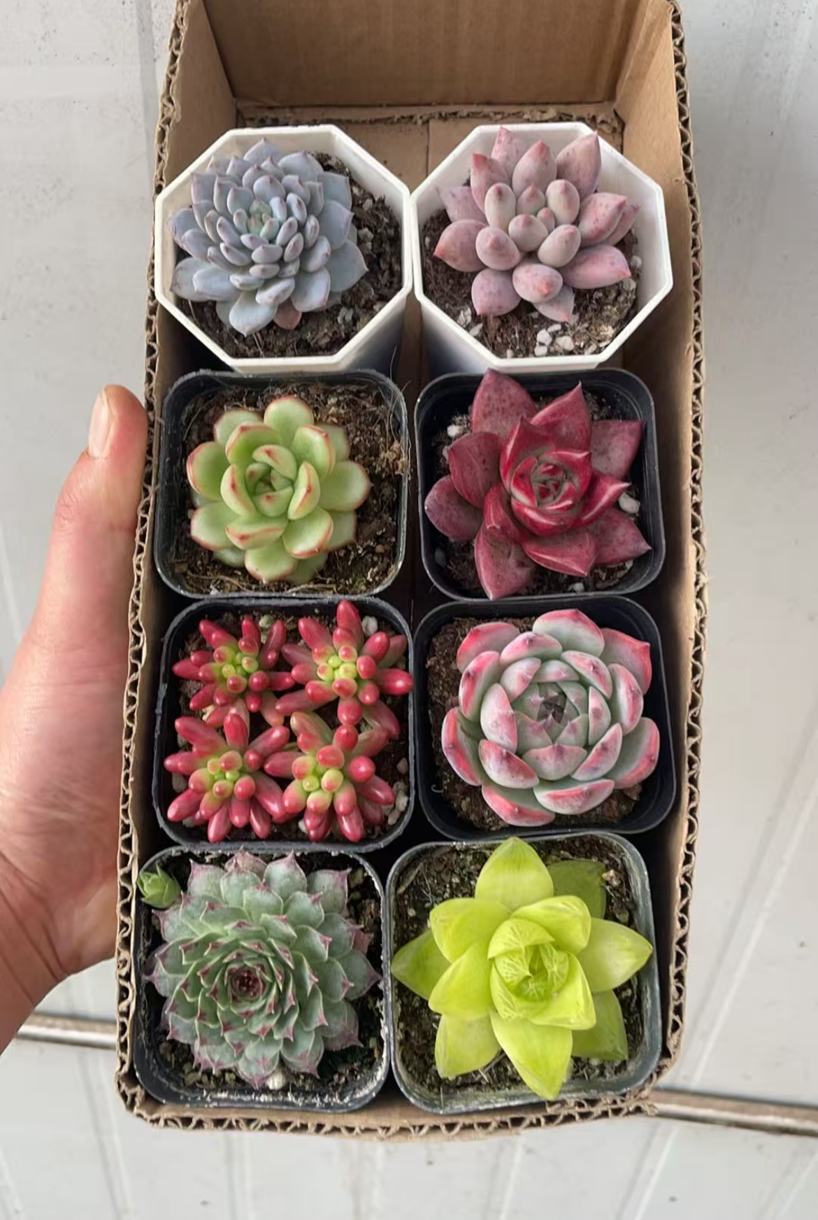 8盆多肉套餐组合 多肉植物