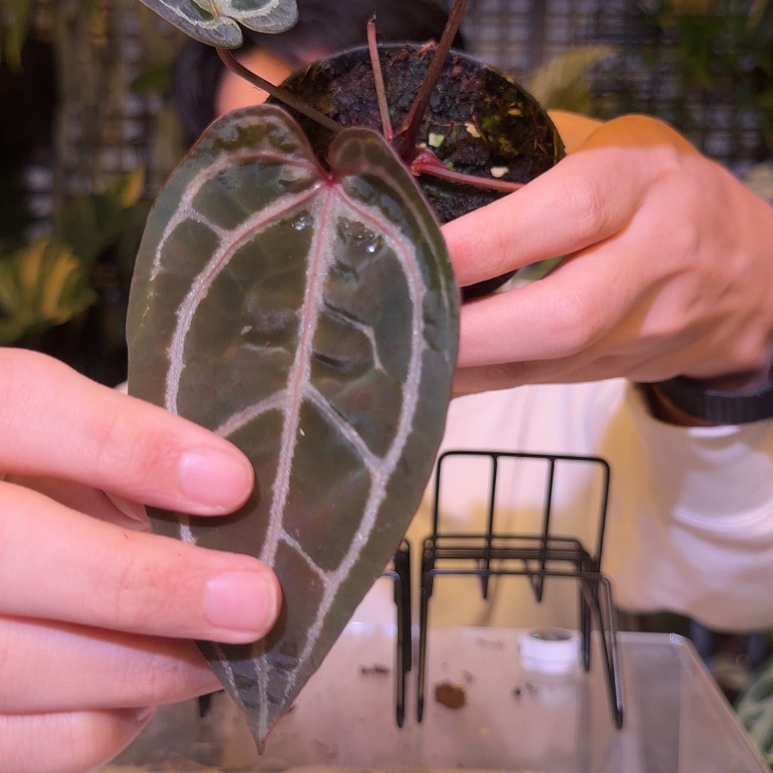 完全开放F741  紫水晶杂黑骑士