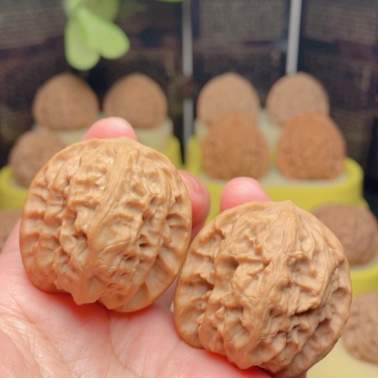 文玩核桃吊坠37全品野狼