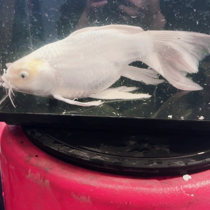 蝴蝶鲤鱼蝴蝶鲤包邮