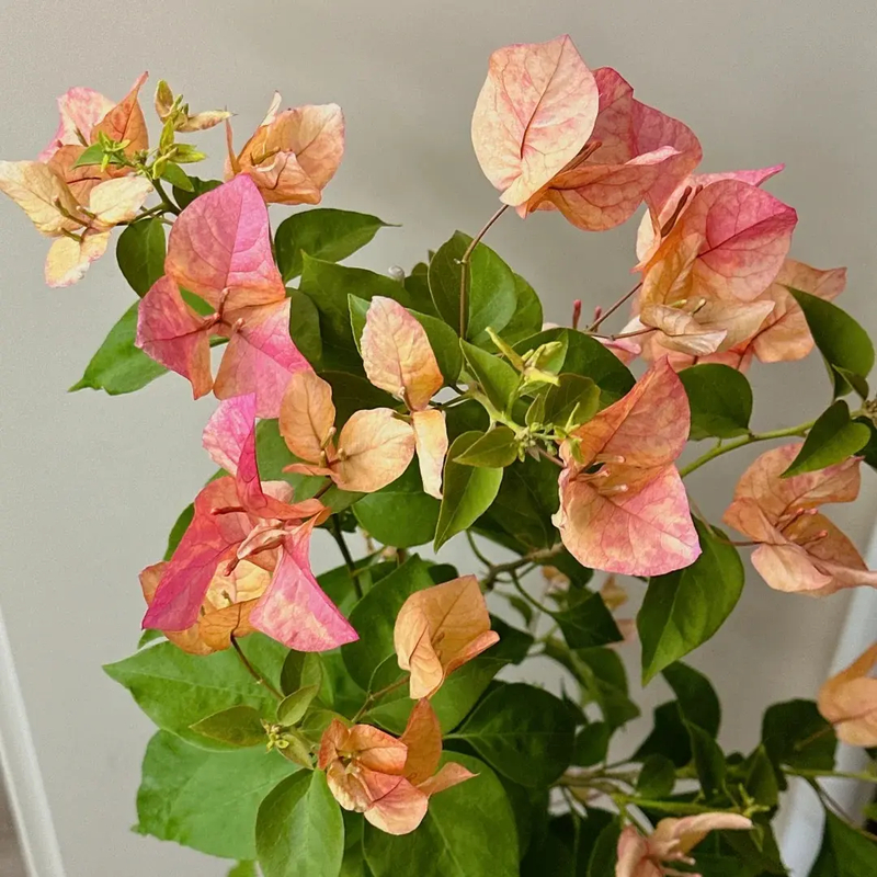 【阿朱娜】重瓣三角梅盆栽树苗爬藤耐寒阳台三角梅花苗四季开花