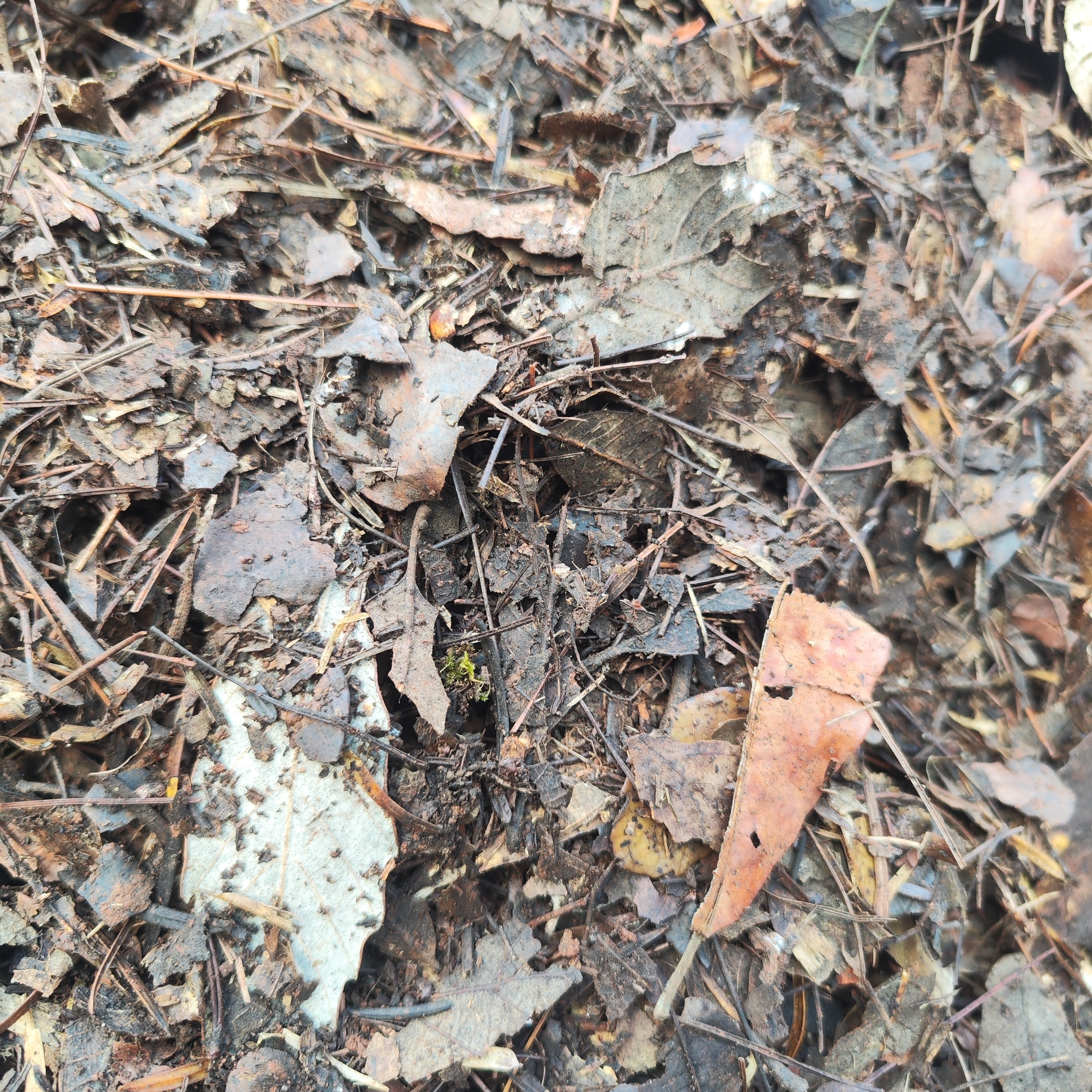 种兰花植料自然山间腐熟刺枥叶枝松针一袋七号半盆可以种20盆