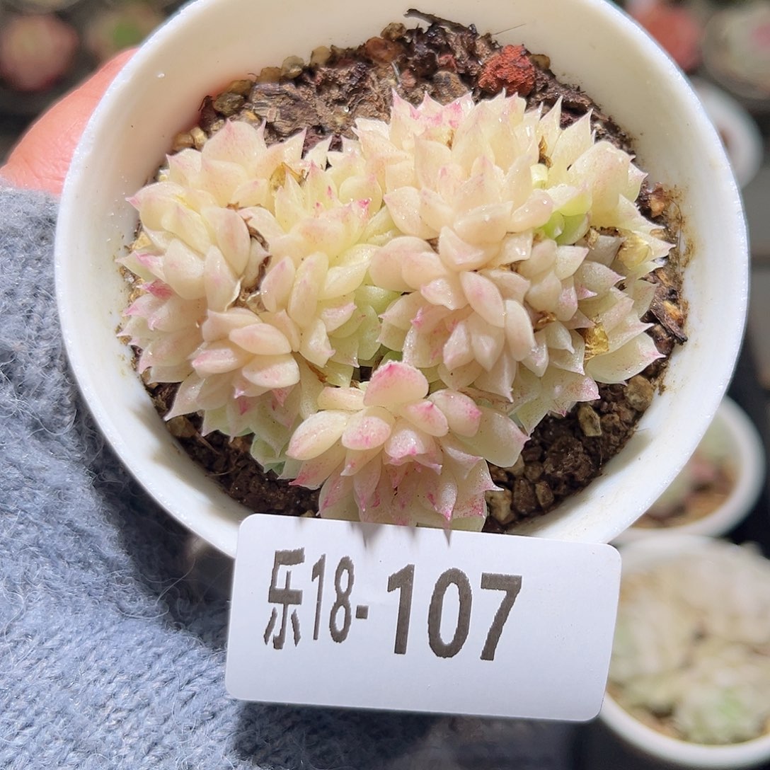 木乐18-107麦秆群不包整