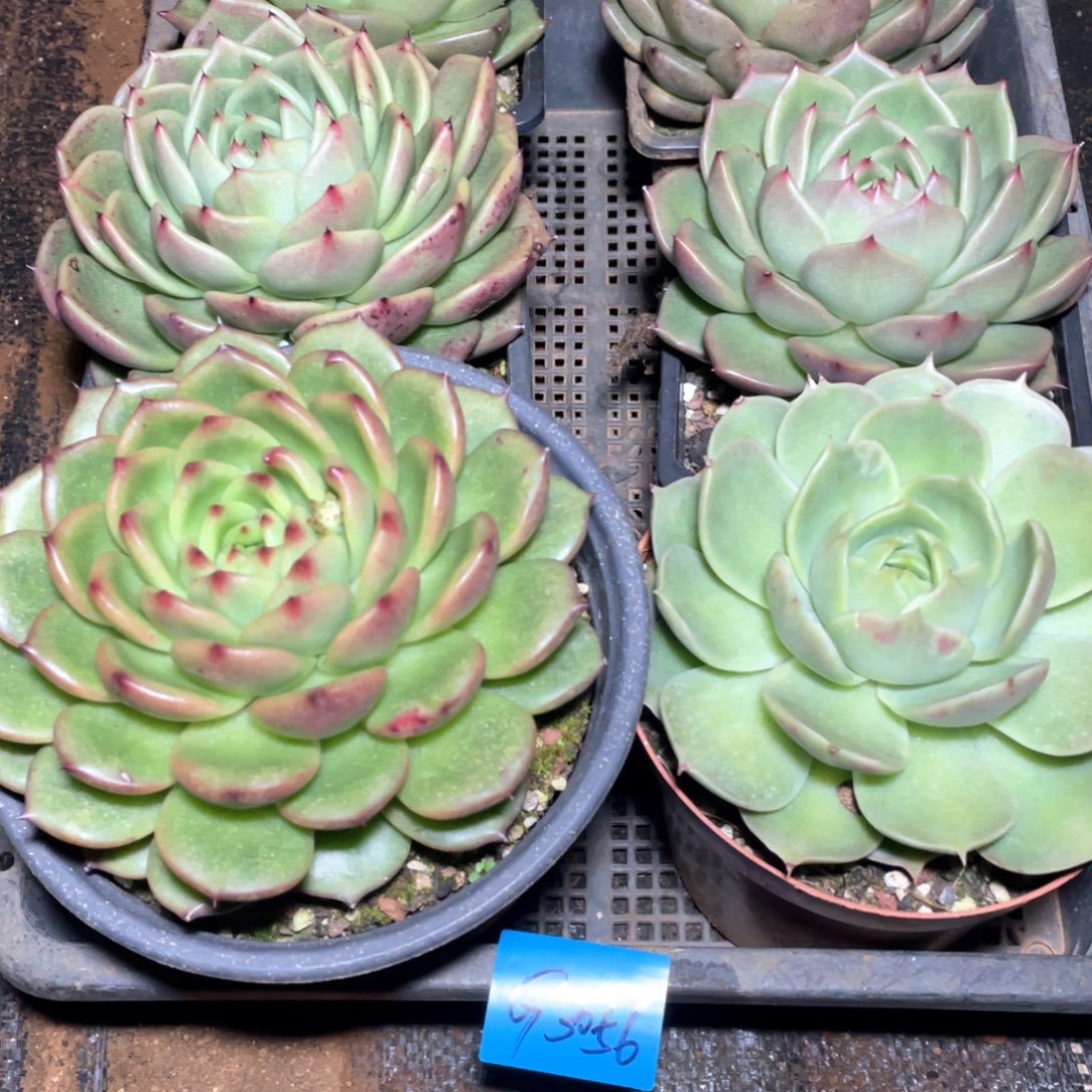 一组福利特价六科福利3056