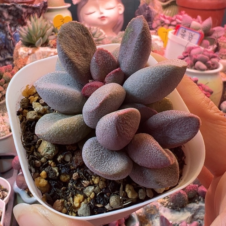 一**扣小贵货多肉植物一物一拍