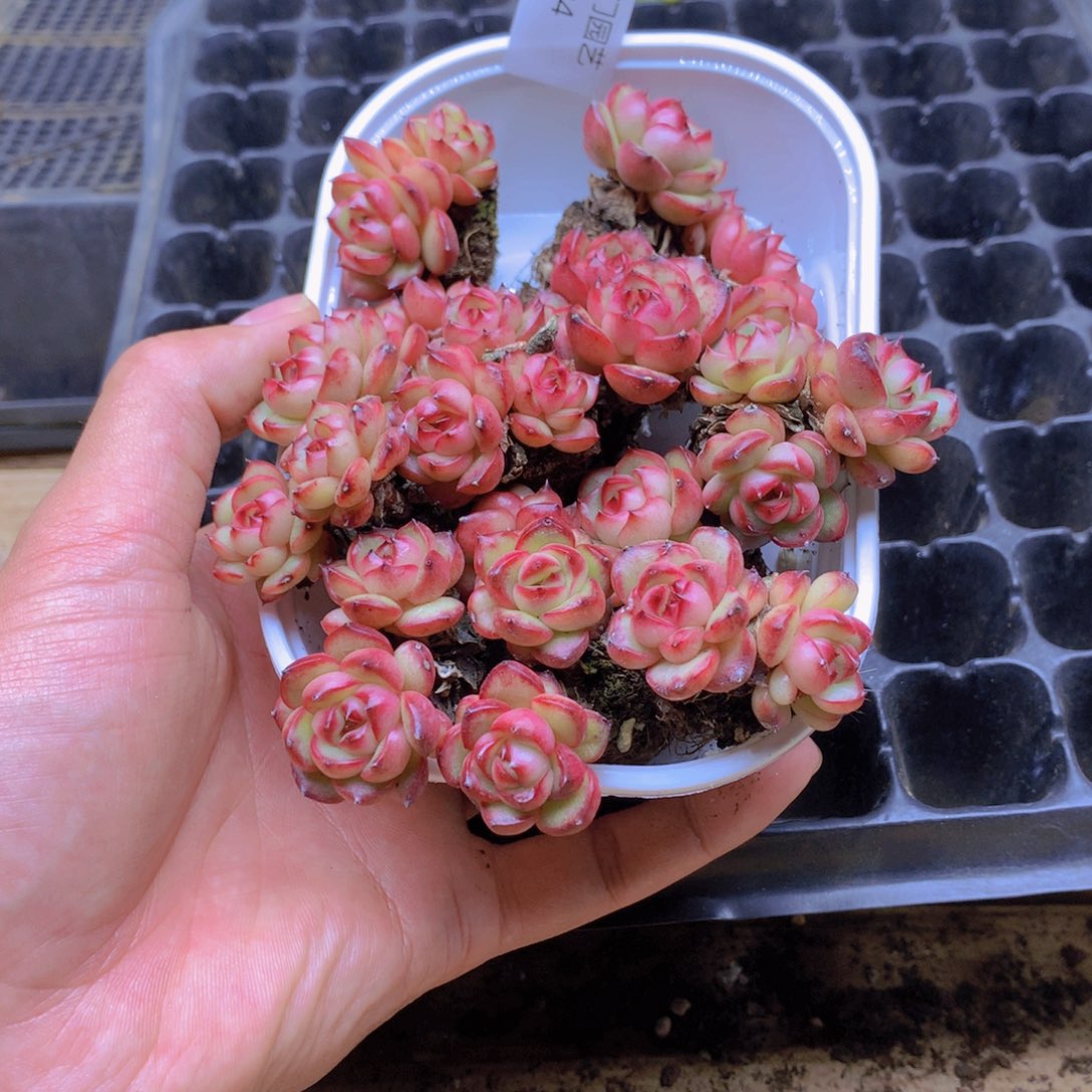 我要去看你了啊024