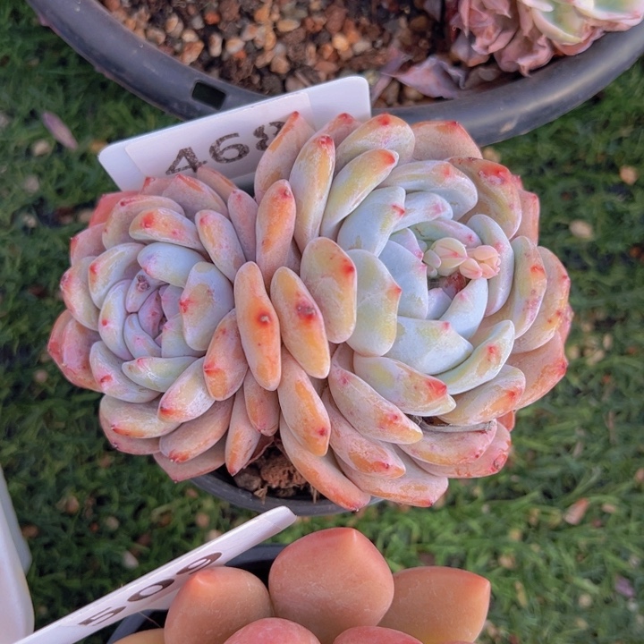 健健康康平平安安