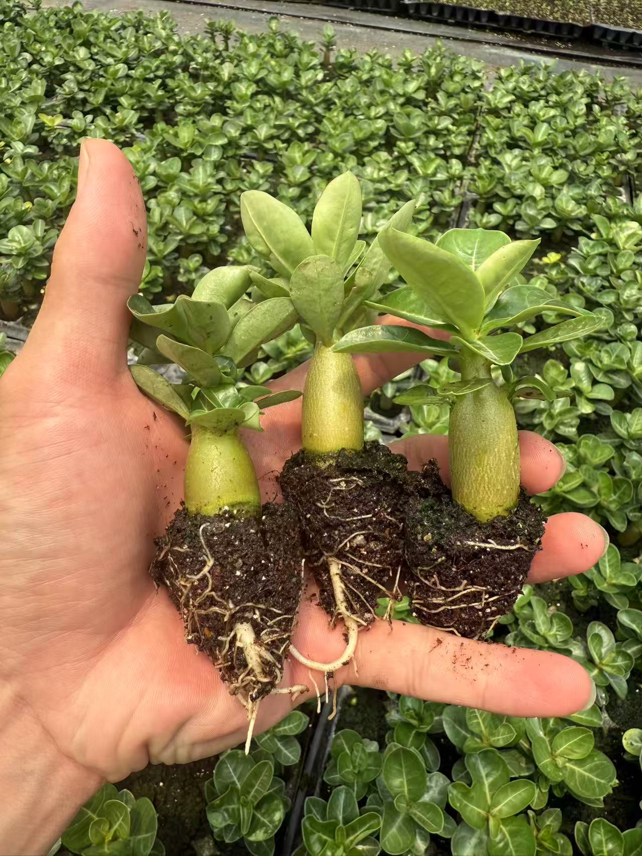 沙漠玫瑰盆栽花苗重瓣带花老桩四季开花好养阳台花卉多肉植物
